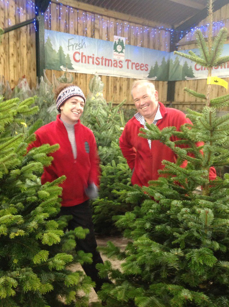 B&Q York Christmas Trees at Catherine Winkel blog