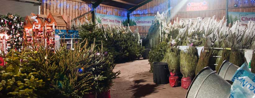 York Christmas Trees