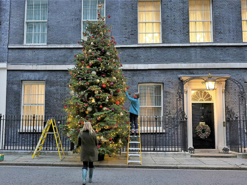 A tree from York Christmas Trees at 10 Downing Street