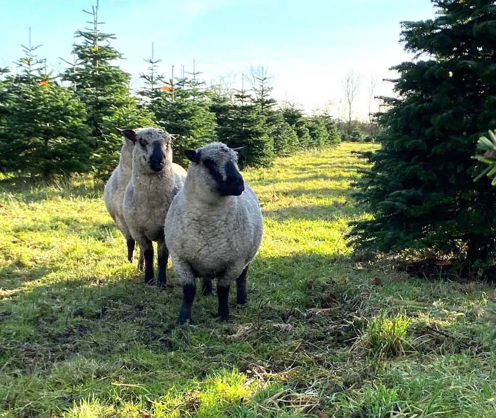 Sheep at the York Christmas Trees field