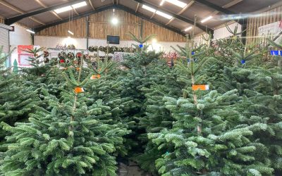 The Christmas Barn and Indoor Forest