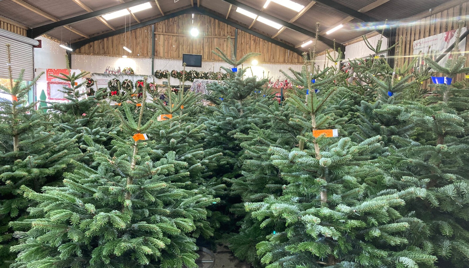 York Christmas Trees indoor forest and barn