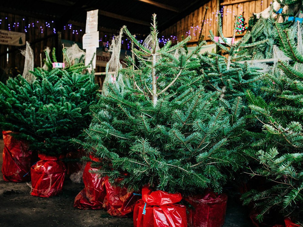 A selection of cut Christmas trees from York Christmas Trees