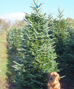 Fraiser Fur Christmas Tree