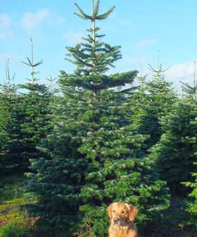 Nordmann Fir Christmas Tree