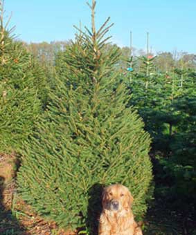 Norway Spruce Christmas Tree