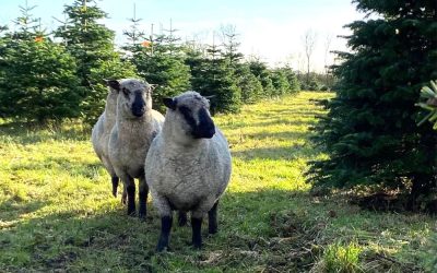 Four legged mowers join York Christmas Trees sustainable growing team