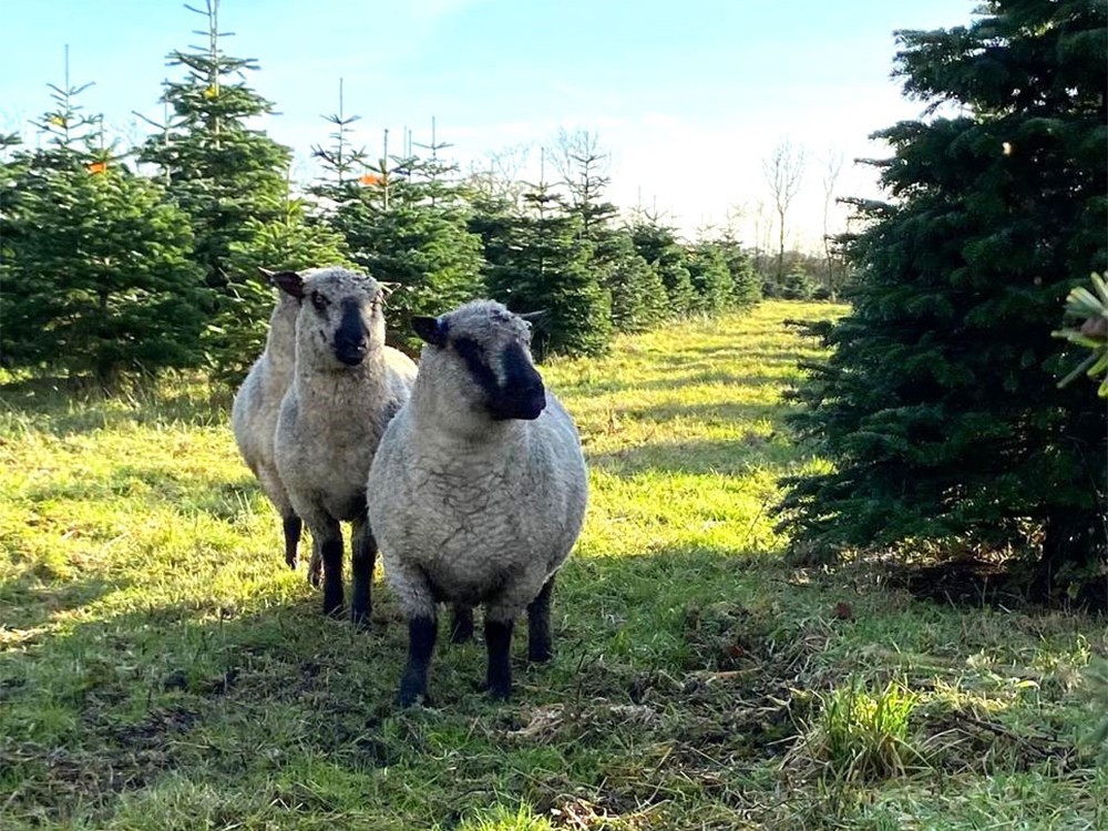 Sheep in a Christmas Tree field