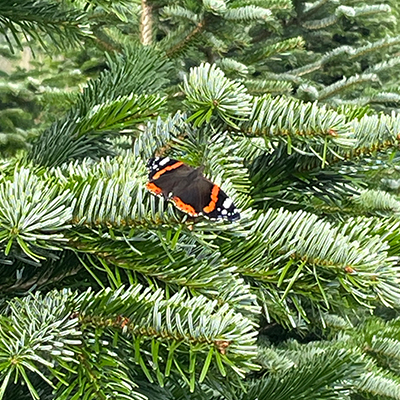 Butterfly in a Christmas Tree