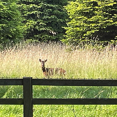 Deer in a field