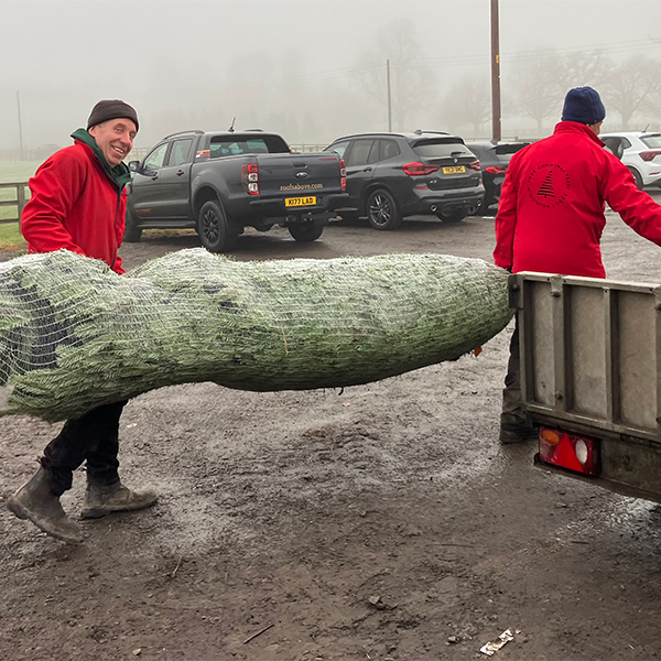 York Christmas Tree ready for delivery