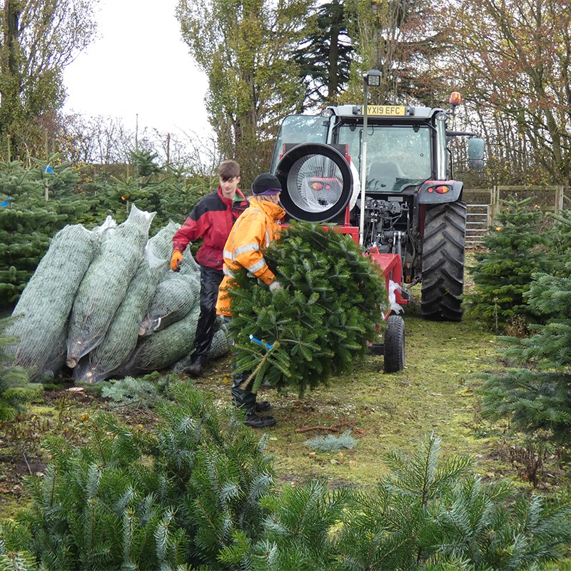 Two workers packing christmas trees in a field