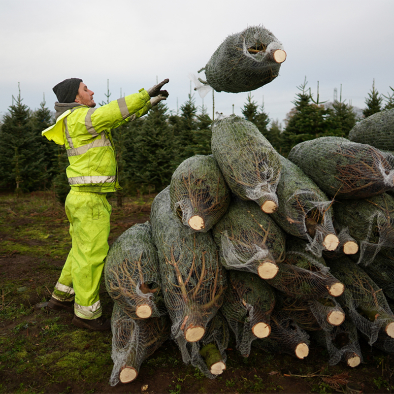 Man throwing Christmas trees on to a tractor