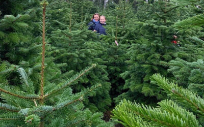 Pre-Selection for Pick Your Own York Christmas Tree