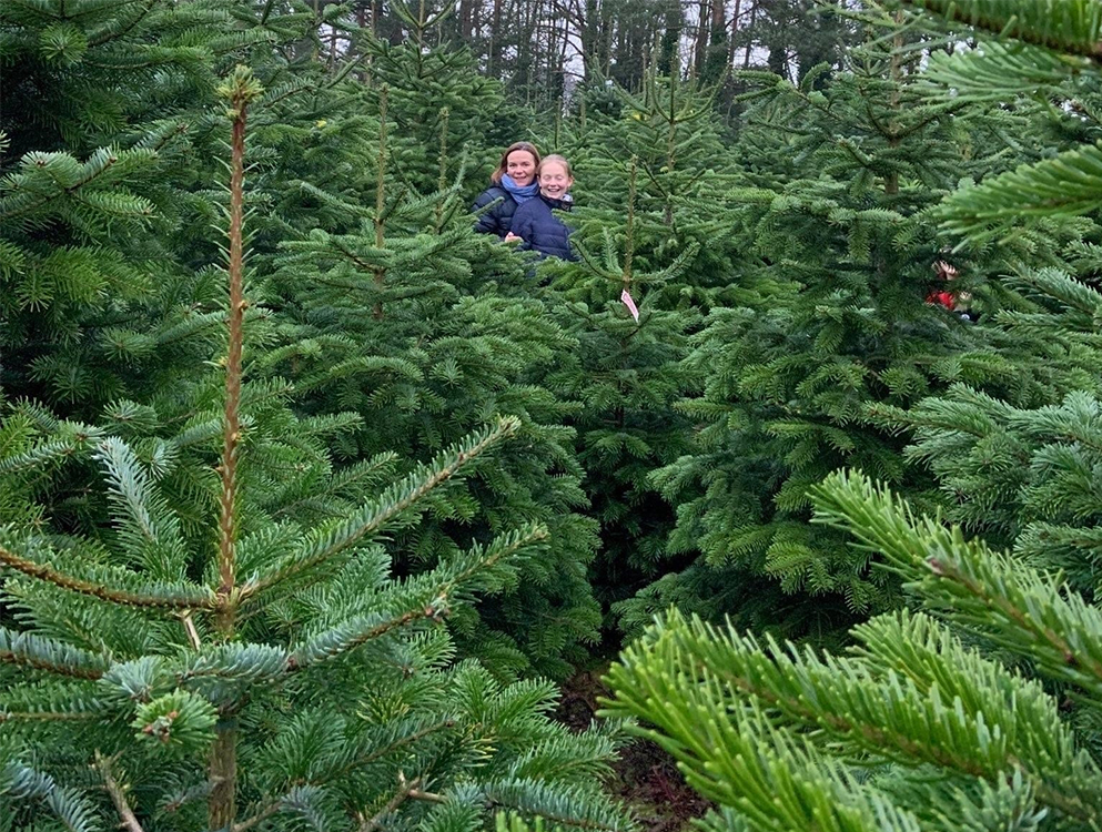 Pick your own tree at York Christmas Trees